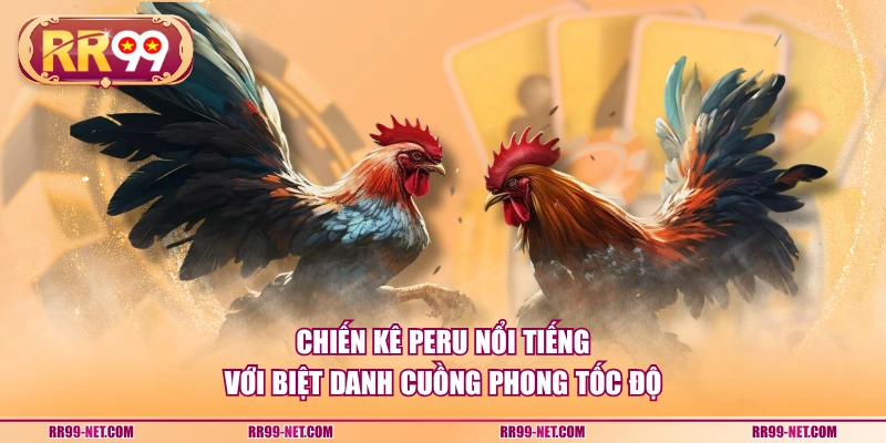 Chiến kê Peru nổi tiếng với biệt danh "Cuồng Phong Tốc Độ"