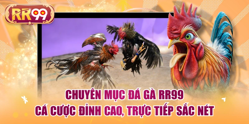 Chuyên Mục Đá Gà RR99 | Cá Cược Đỉnh Cao, Trực Tiếp Sắc Nét