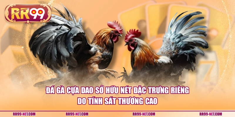 Đá gà cựa dao sở hữu nét đặc trưng riêng do tính sát thương cao