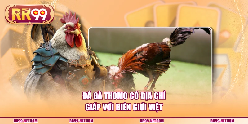 Đá gà Thomo có địa chỉ giáp với biên giới Việt