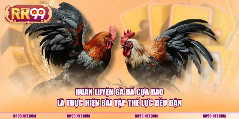 Huấn luyện gà đá cựa dao là thực hiện bài tập thể lực đều đặn