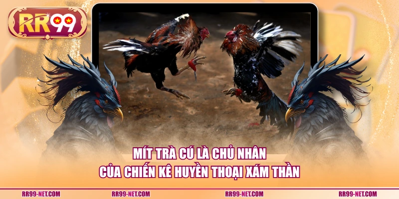 Mít Trà Cú là chủ nhân của chiến kê huyền thoại Xám Thần