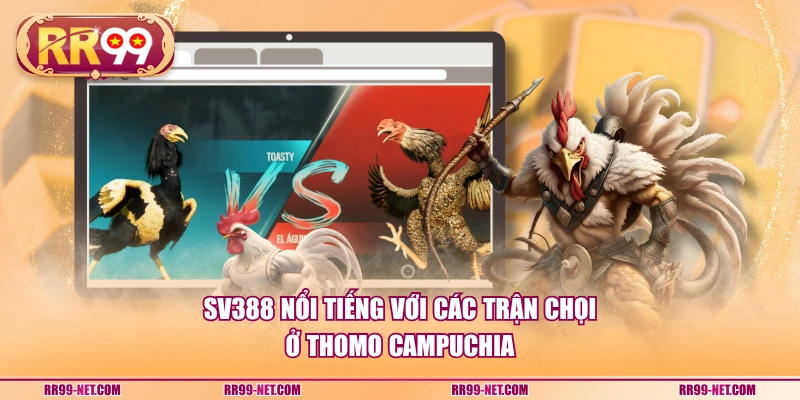 SV388 nổi tiếng với các trận chọi ở Thomo Campuchia